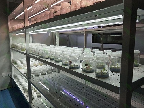 蓬莱植物组织培养实验室设计建设方案